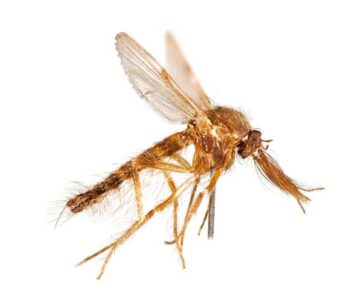 Pollinating Flies in the Garden